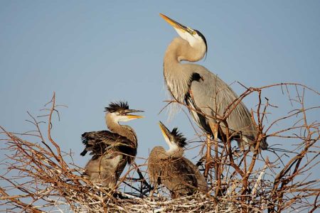 great blue heron nest with chicks